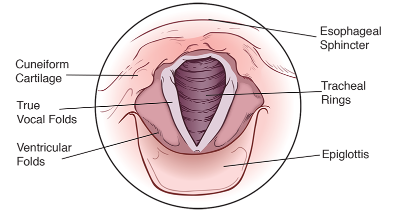 Singing Endoscopy